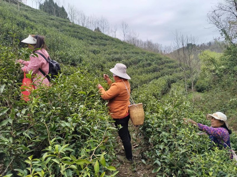 AG旗舰(中国)定点帮扶村：春茶采摘忙，茶香促振兴