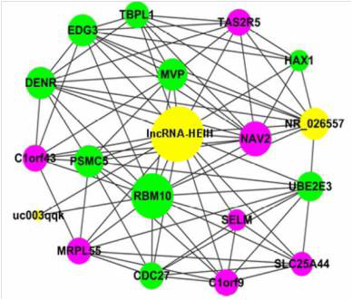  CNC（coding-noncoding gene co-expression）分析