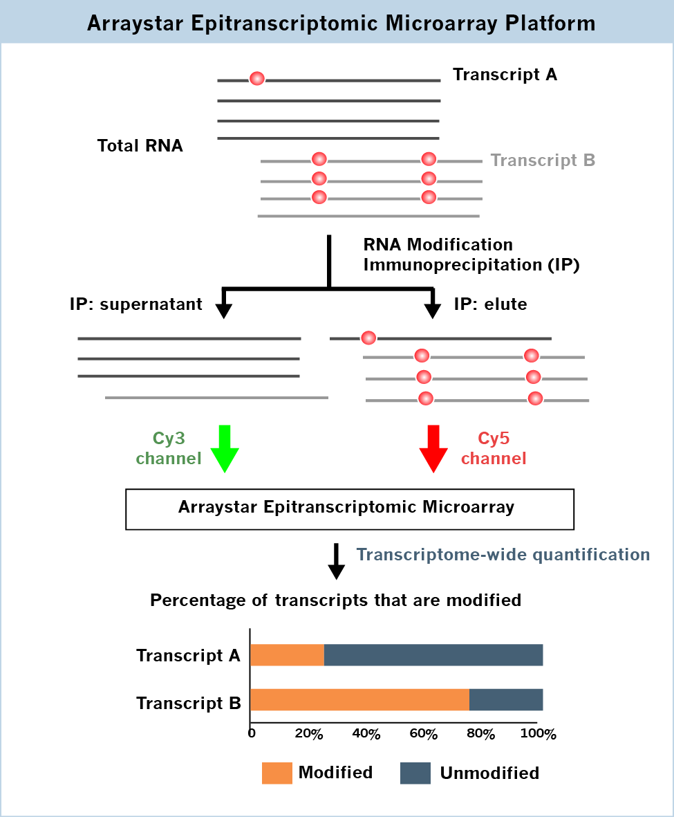 瓦力棋牌(中国) Epitranscriptomic Microarrays platform