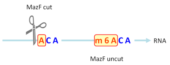 MazF 酶切割未甲基化的（ACA）序列而不切割甲基化的（m6ACA）序列